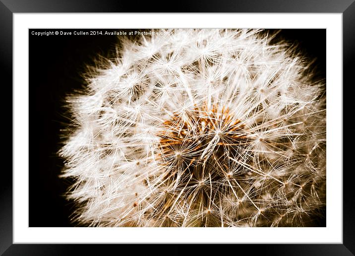 Dandelion Seedhead Framed Mounted Print by Dave Cullen