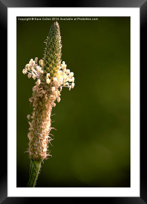 Wildflower beauty Framed Mounted Print by Dave Cullen