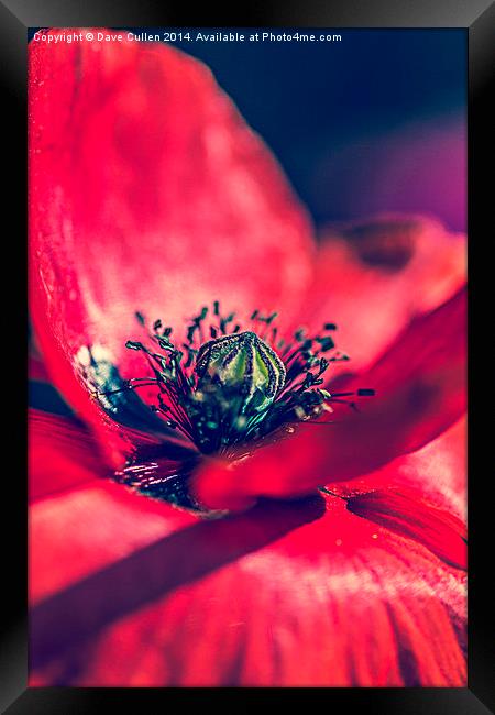 Heart of a Poppy Framed Print by Dave Cullen