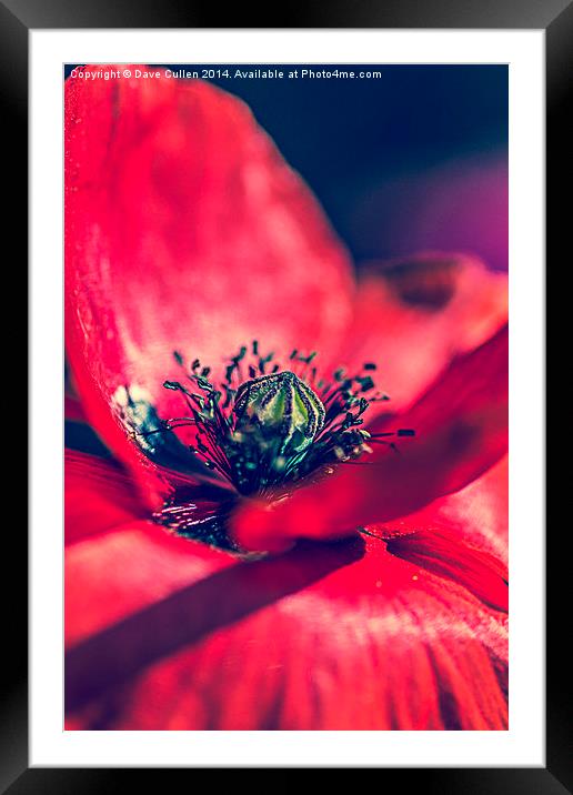 Heart of a Poppy Framed Mounted Print by Dave Cullen