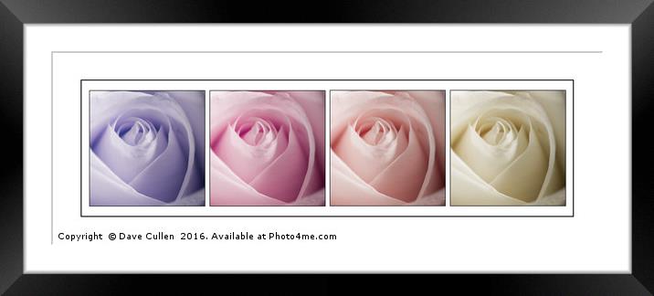 Roses in Pastels Framed Mounted Print by Dave Cullen