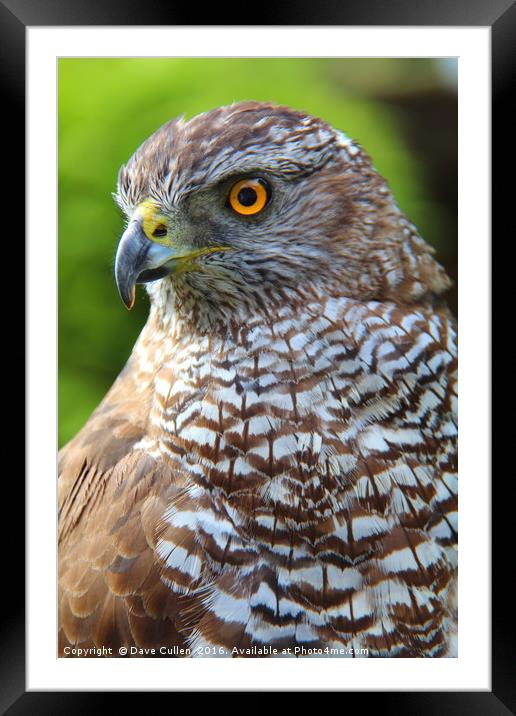European Sparrowhawk Framed Mounted Print by Dave Cullen