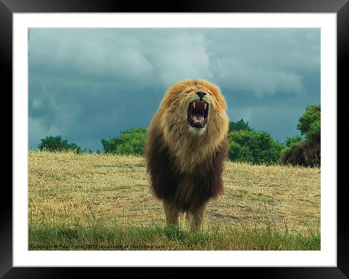 King of the Beasts Framed Mounted Print by Paul Fisher