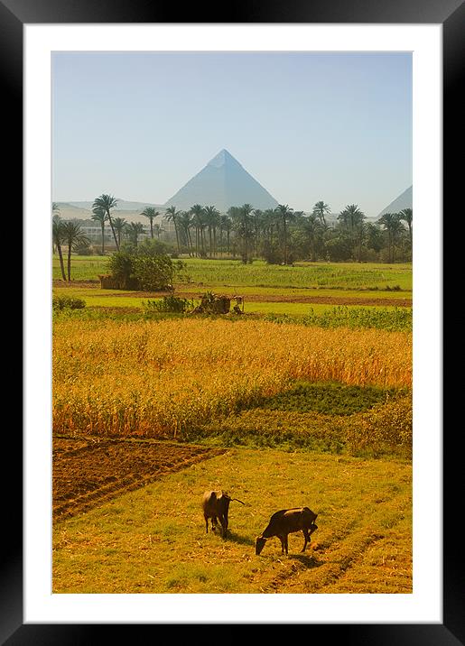 Timeless Egypt Framed Mounted Print by Paul Fisher