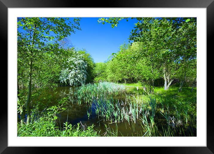 Fermyn Woods Pond Framed Mounted Print by Paul Fisher