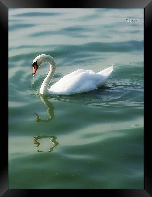 Swan lake Framed Print by Paul Fisher