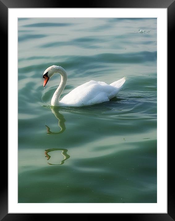 Swan lake Framed Mounted Print by Paul Fisher