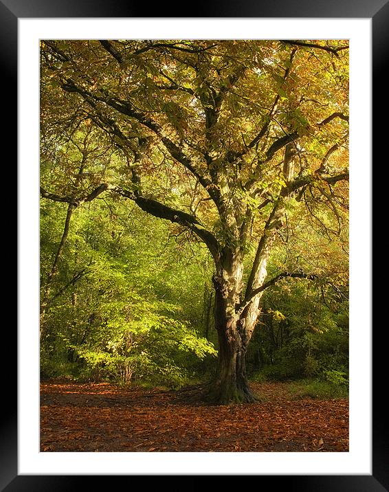 Autumn in Salcey Forest Framed Mounted Print by Paul Fisher