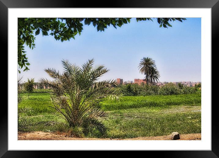 Cairo Green Oasis Framed Mounted Print by Paul Fisher