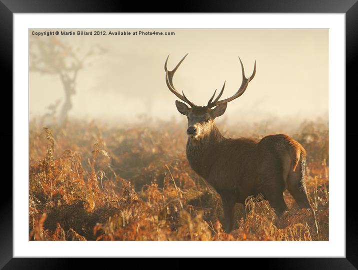Stag in the Mist Framed Mounted Print by Martin Billard