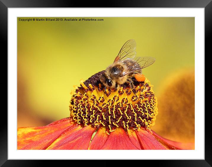 Bee Framed Mounted Print by Martin Billard
