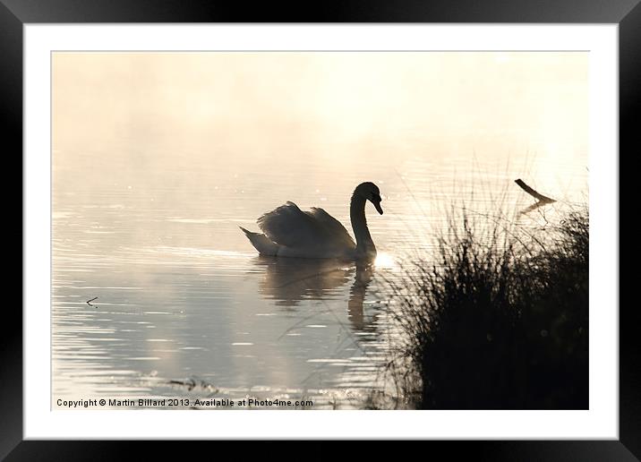 Swan at Dawn Framed Mounted Print by Martin Billard