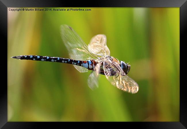  Hawker on the Wing Framed Print by Martin Billard