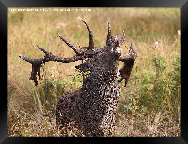  Red Stag Framed Print by Martin Billard