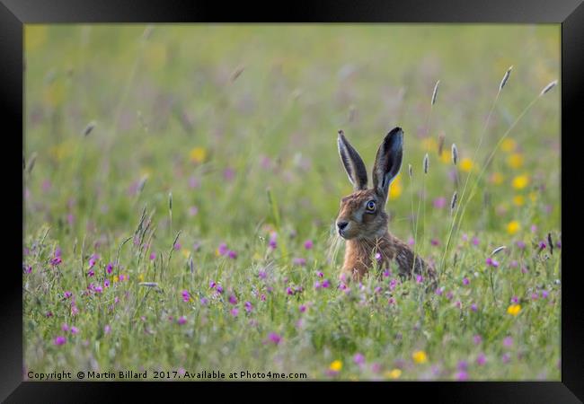 Hare In The Meadow Framed Print by Martin Billard