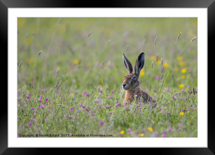 Hare In The Meadow Framed Mounted Print by Martin Billard