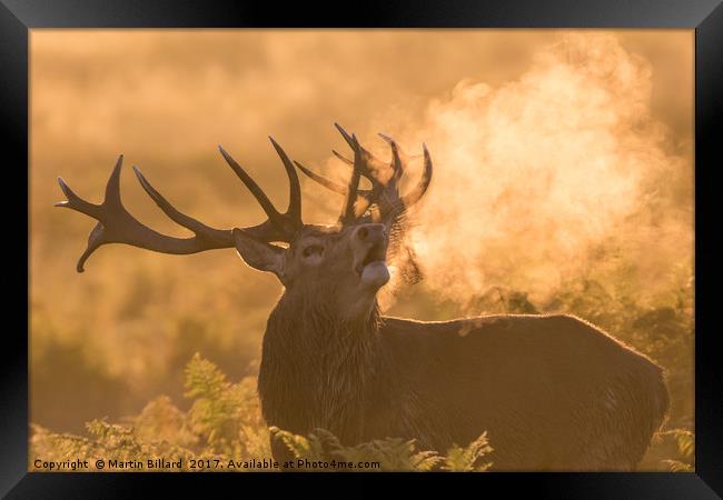 Red Stag At Dawn Framed Print by Martin Billard