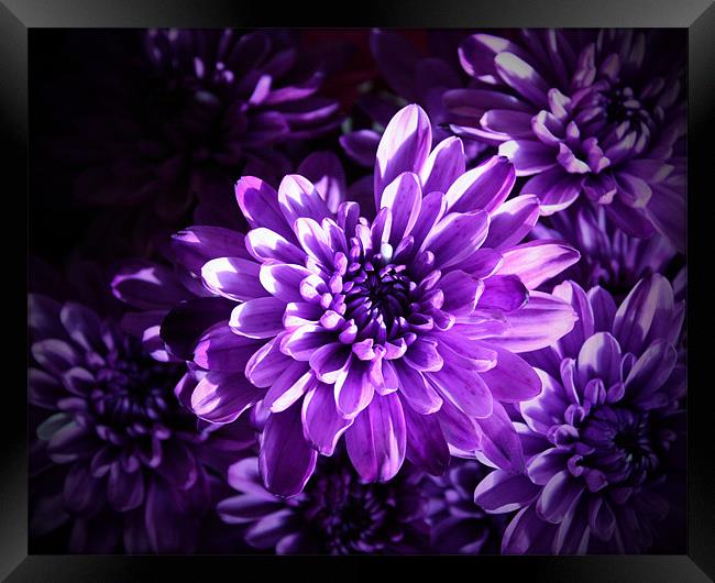 Purple Daisy Bouquet Framed Print by Tanya Beaudry