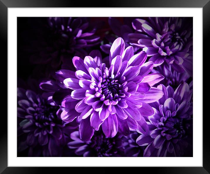 Purple Daisy Bouquet Framed Mounted Print by Tanya Beaudry