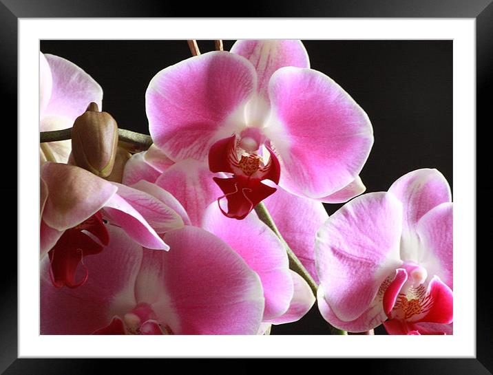 Orchid - Close Up Framed Mounted Print by Tanya Beaudry