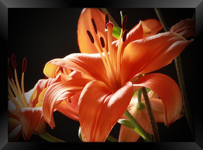 Lillies Framed Print by Tanya Beaudry