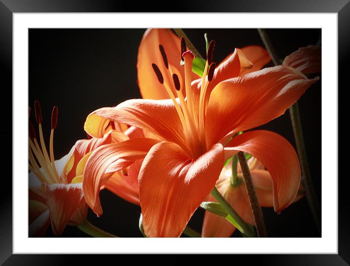 Lillies Framed Mounted Print by Tanya Beaudry
