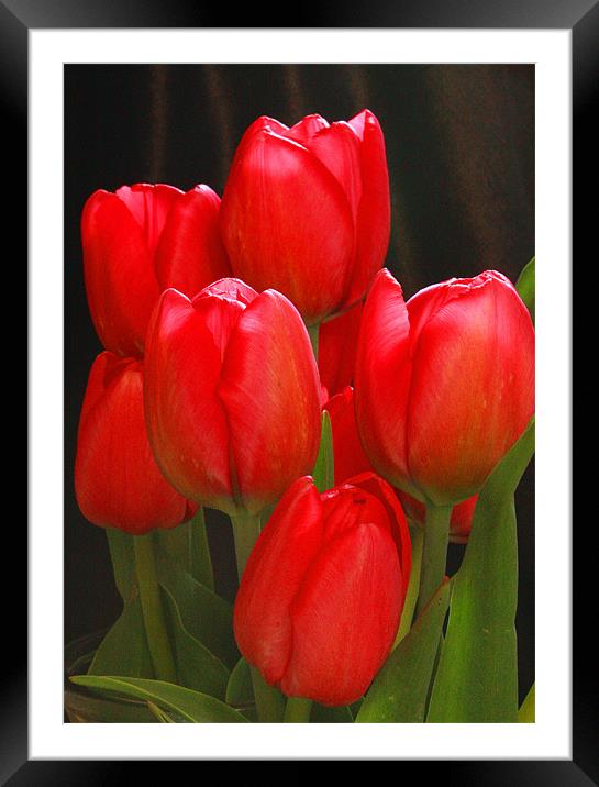 Tulip Bunch Framed Mounted Print by Tanya Beaudry