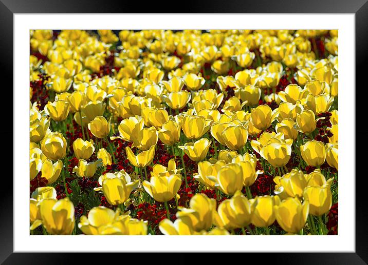  Fields of Gold Framed Mounted Print by Andrew Richards