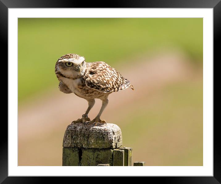  Burrowing owl Framed Mounted Print by Andrew Richards