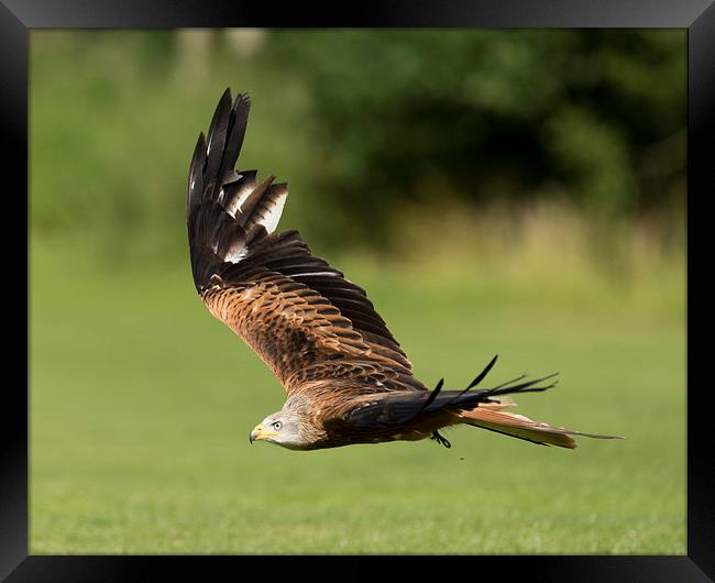  A red kite  Framed Print by Andrew Richards