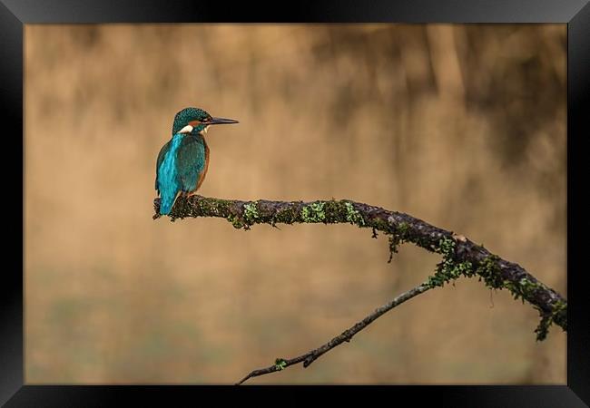 The kingfisher Framed Print by Andrew Richards