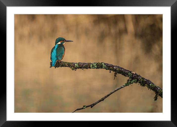 The kingfisher Framed Mounted Print by Andrew Richards