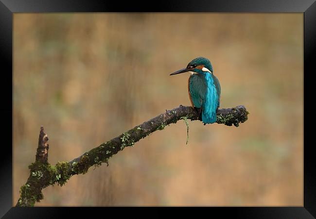 Kingfisher Framed Print by Andrew Richards