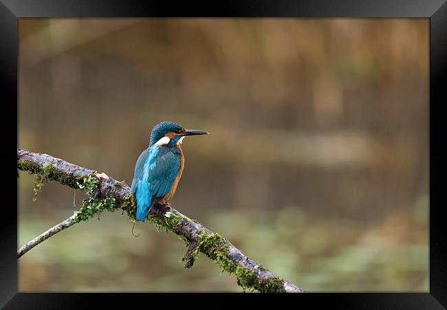 Kingfisher Framed Print by Andrew Richards