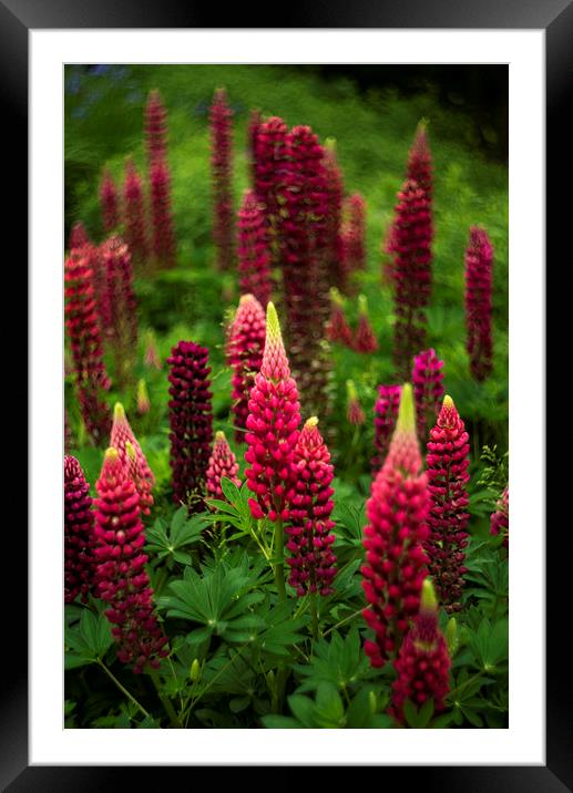 Lupins Framed Mounted Print by Andrew Richards