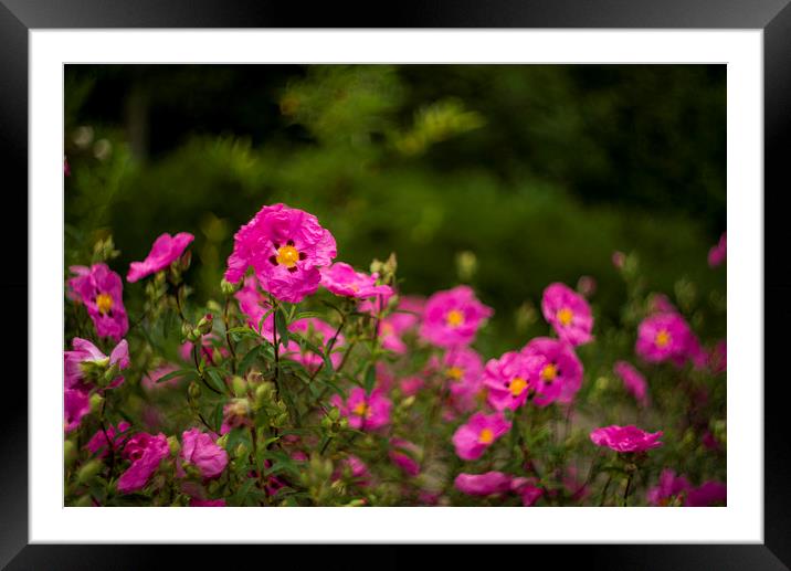 Pink flowers Framed Mounted Print by Andrew Richards