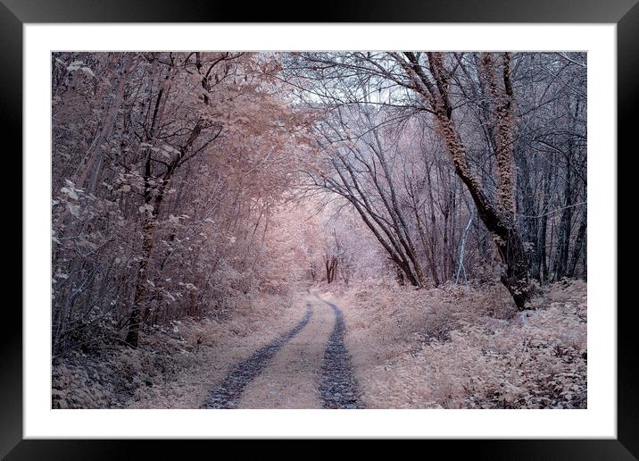 Fairy Tale woods Framed Mounted Print by Andrew Richards