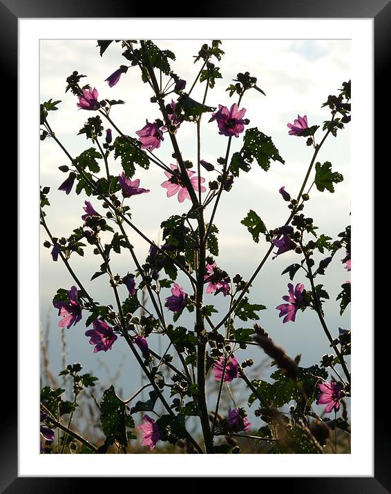 Lace Mallow Framed Mounted Print by Noreen Linale