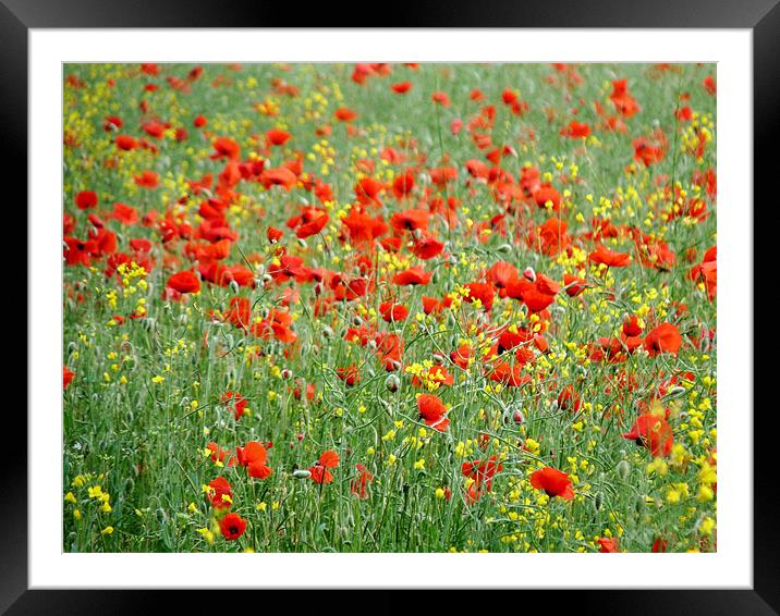 Poppies In Field Of Rapeseed Framed Mounted Print by Noreen Linale