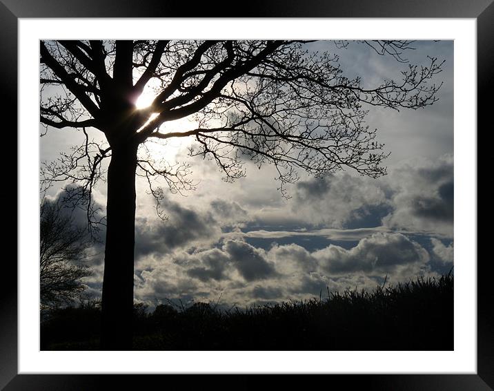 Sun In The Tree Framed Mounted Print by Noreen Linale