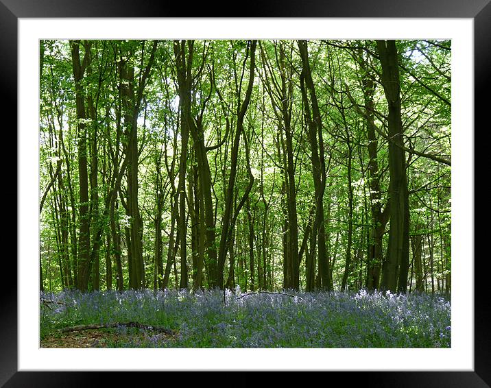 Bluebell Woods Framed Mounted Print by Noreen Linale