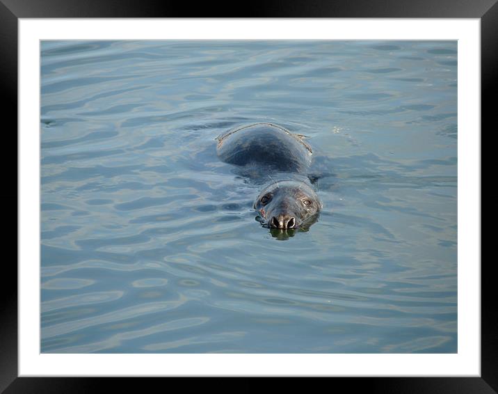 Seal Watching Framed Mounted Print by Noreen Linale