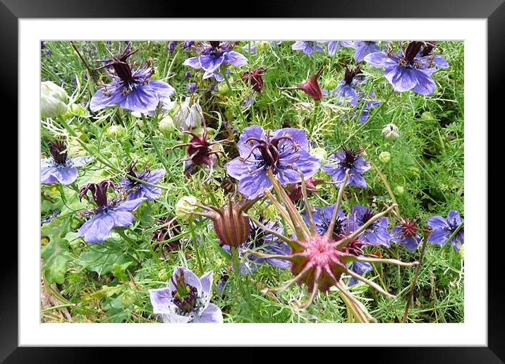 Blue Cornflowers Framed Mounted Print by Noreen Linale