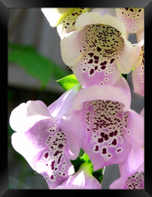 Foxglove Framed Print by Noreen Linale