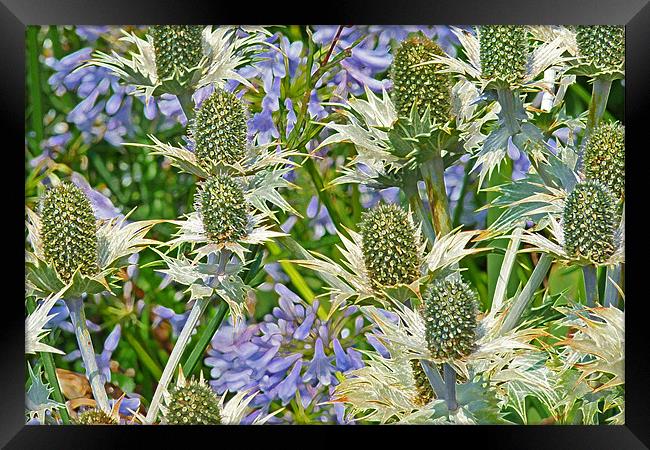 Sea Holly And Blue Alliums Framed Print by Noreen Linale