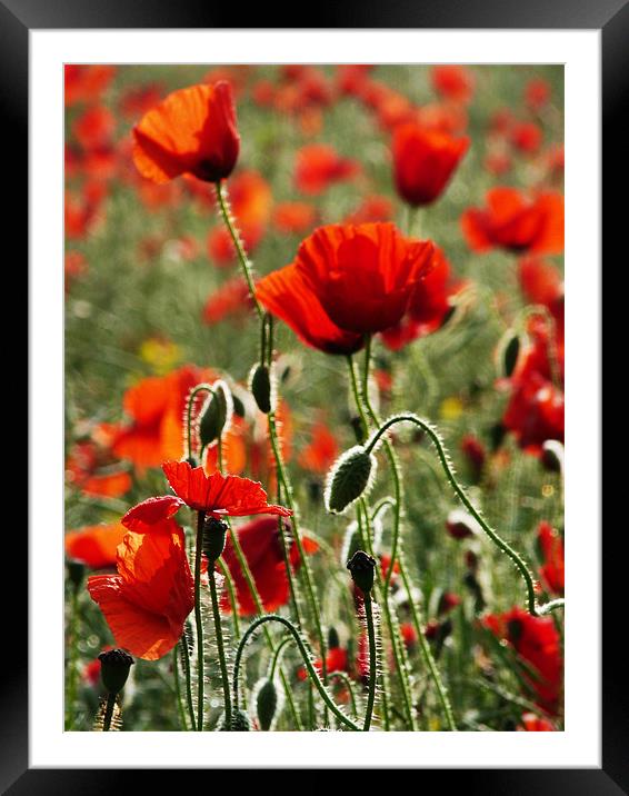 Poppies Framed Mounted Print by Noreen Linale