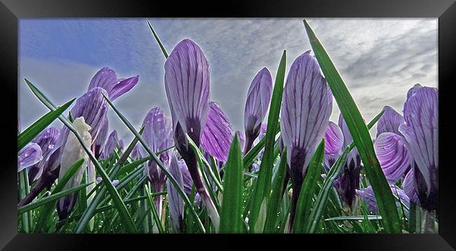 Purple Crocuses Framed Print by Noreen Linale