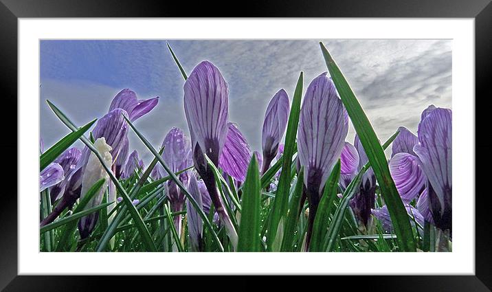 Purple Crocuses Framed Mounted Print by Noreen Linale