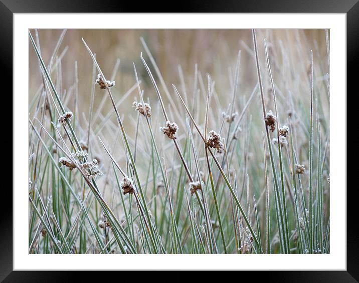 Morning Frost Framed Mounted Print by Noreen Linale