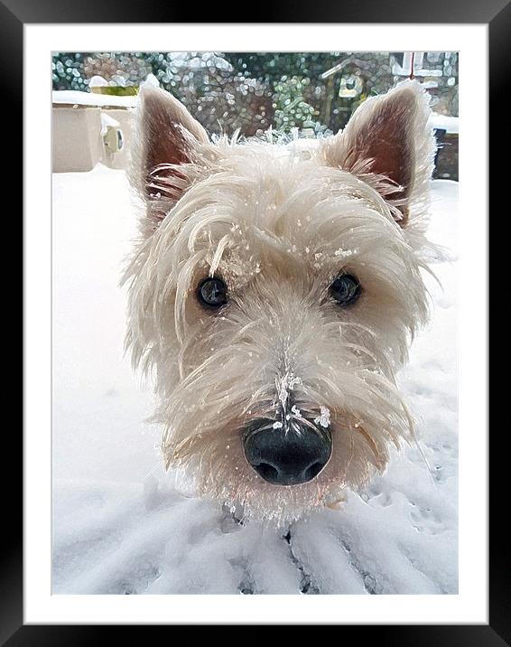 Our Westie Framed Mounted Print by Noreen Linale